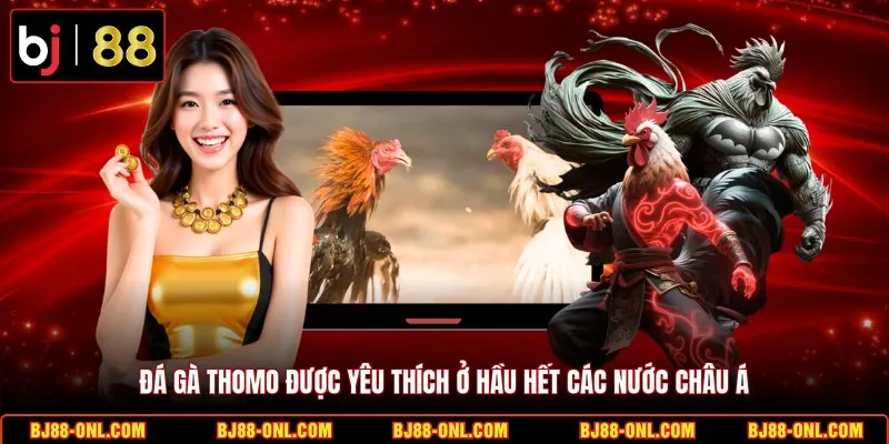Đá gà Thomo được yêu thích ở hầu hết các nước châu Á