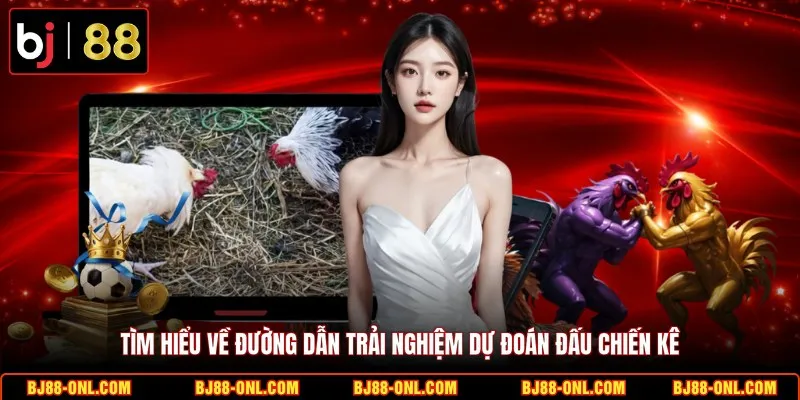 Tìm hiểu về đường dẫn trải nghiệm dự đoán đấu chiến kê